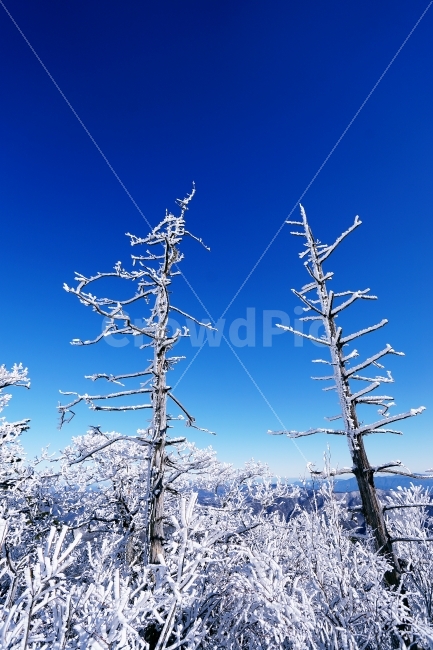겨울,눈꽃,추운,겨울산,하얀세상,덕유산,향적봉,상고대,자연,풍경,nature,landscape,겨울,계절,winter,season,outdoors,옥외,snow,눈,frost,서리