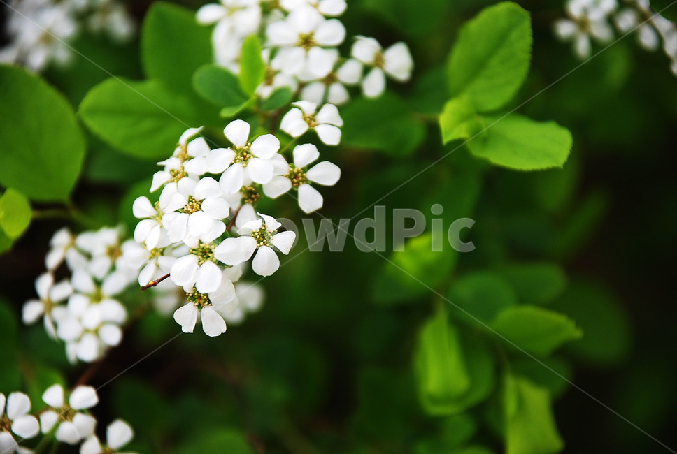 봄,꽃,풍경,식물,바탕화면,식물,자연,plants,nature,꽃,flower