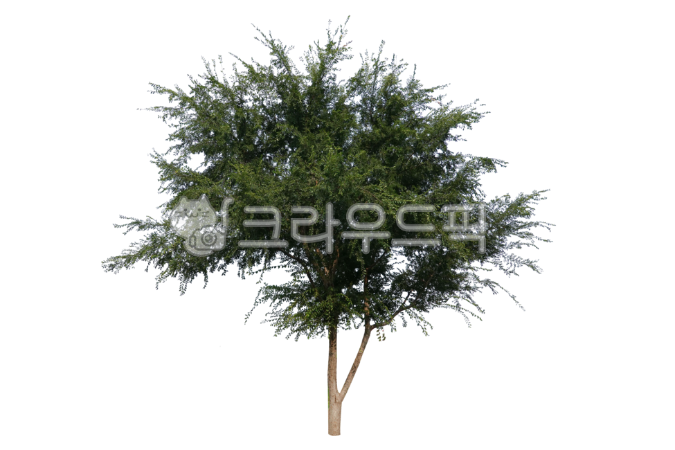 나무,누끼,png,배경,투명배경,가로수,녹지대,격리,분리,가지,나뭇가지,나무가지,식물,식물학,목재,숲,잎,나뭇잎,잎사귀,줄기,나무줄기,야외,바깥,실외,옥외,녹색,초록색,바탕화면,화면,배경화면,자연,환경,삼림,산림,정원,공원,마당,tree,isolated,background,transparentbackground,avenue,greenbelt,isolation,separation,branches,twigs,treebranches,plants,botany,wood,leaves,stems,treetrunks,outdoor,outside,outdoors,green,wallpaper,screen,wallpapers,nature,environment,forest,garden,park,yard