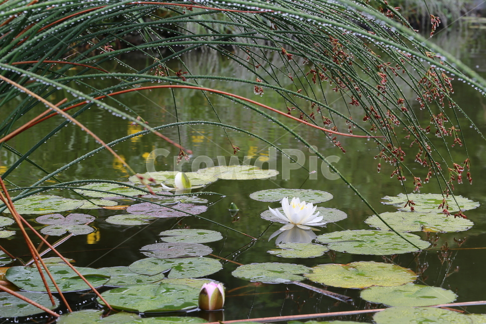 연꽃,연못,비,꽃,수초,식물,자연,plants,nature,꽃,flower