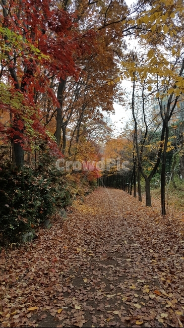 단풍,낙엽,가을,fall,산책로,산길,산,mountain,forest,가을,계절,fall,autumn,season,tree,나무,plant,식물,tree trunk,나무 줄기,ground,바닥
