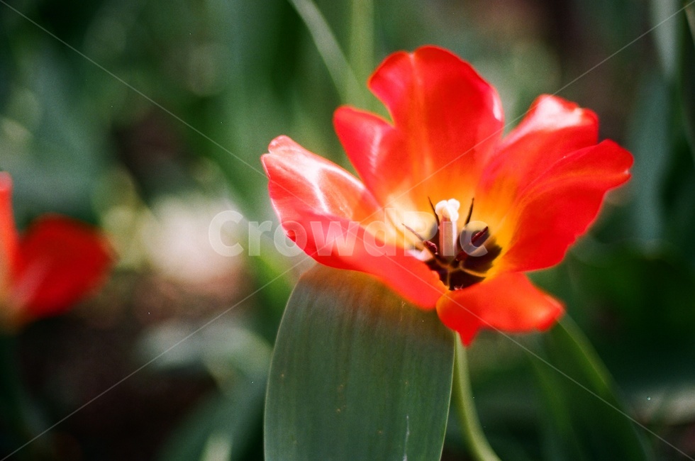 식물원,꽃,필름사진,봄,flower,spring,film,필름,자연,식물,자연,plants,nature,꽃,flower