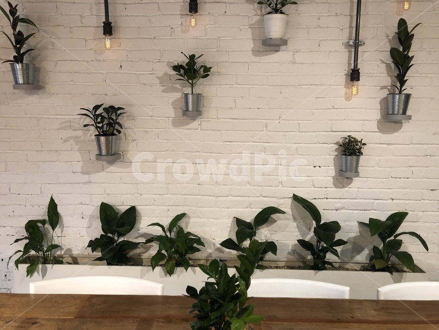 plant,식물,배경,카페,전등,실내용화초,화분,화초,house plant