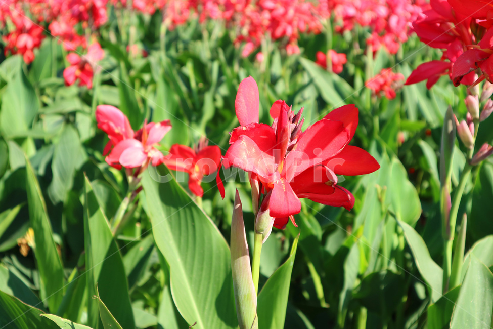 color,leaf,fresh,flora,beauty,blossom,colorful,natural,red,background,green,bloom,plant,floral,beautiful,flower,garden,nature,식물,꽃,빨강,빨간색,잎사귀,잎,공원,정원,식물,자연,plants,nature,꽃,flower