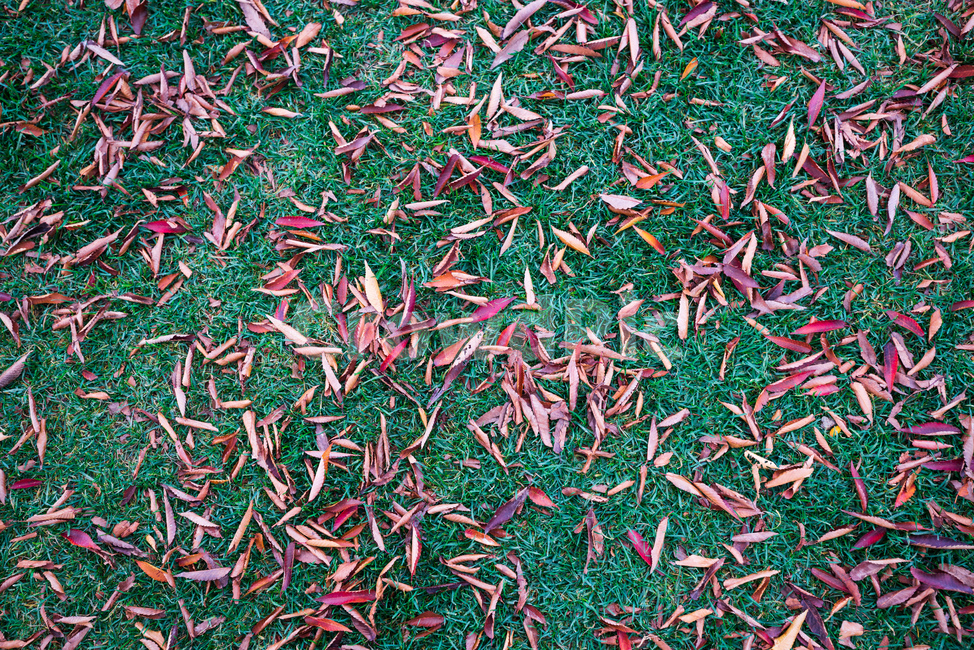 식물,낙엽,가을,plants,nature,풍경,가을,계절,fall,autumn,season
