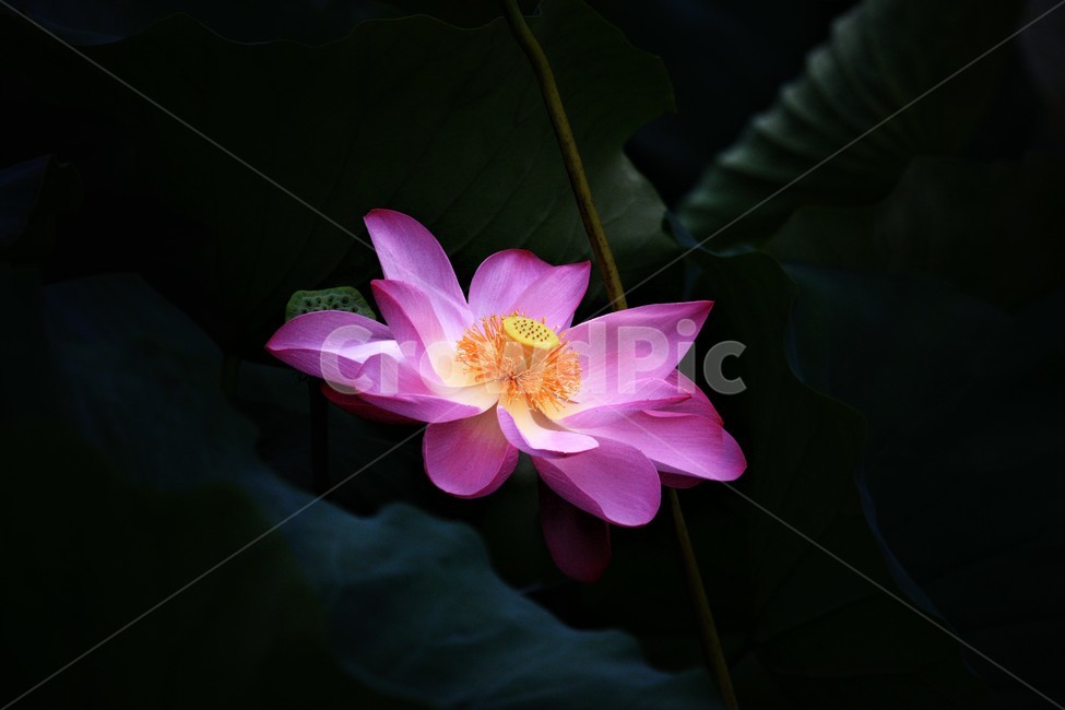 식물,연꽃,꽃,flower,flowerage,식물,자연,plants,nature,꽃,flower