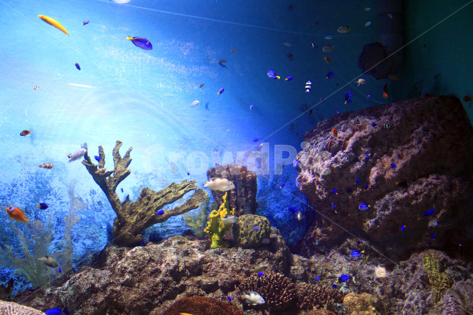 수족관,물고기,동물,해양,생물,심해,ocean,바다,대양,sealife,해양생물,암초,자연,aquatic,동물,animal