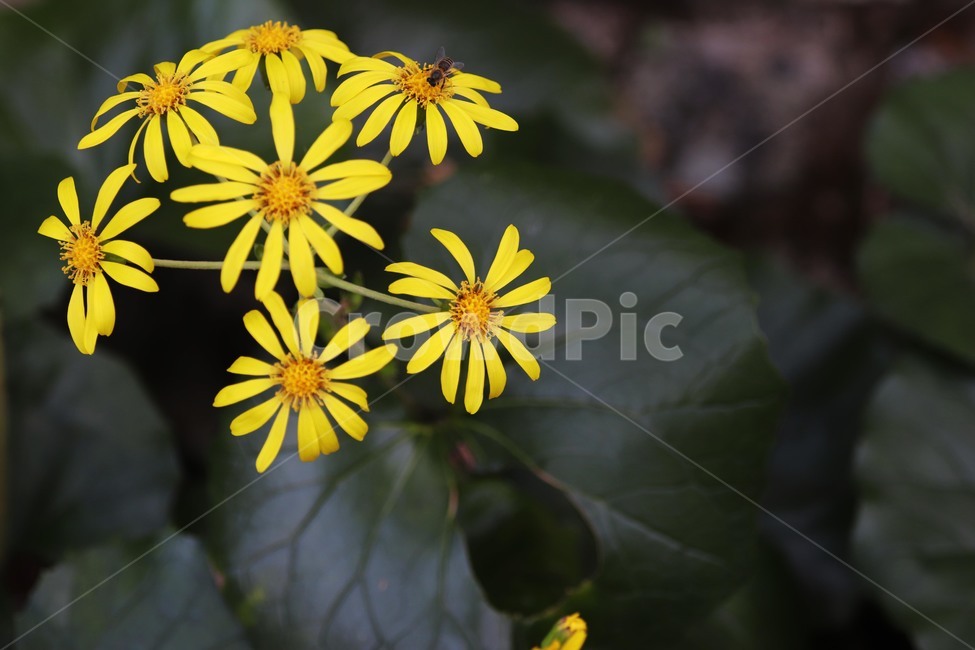 plant,식물,꽃,가을,꽃잎,식물,자연,plants,nature,꽃,flower
