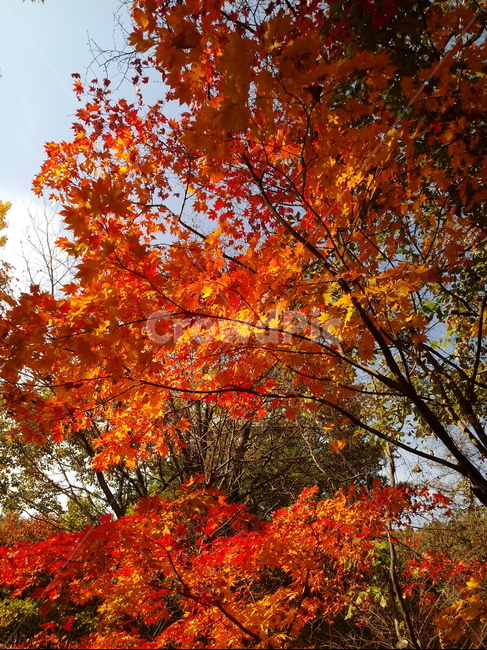낙엽,단풍,落葉,leaves,나뭇잎,단풍나무,식물,maple,낙엽활엽관목,잎,계절,가을,자연,풍경,outdoors,옥외,fallautumnseason,naturelandscape,풍경사진,가을,계절,fall,autumn,season,plant,leaf,tree,나무
