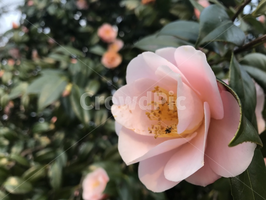 꽃,자연,동백,동백꽃,동백나무,분홍꽃,식물,나무,flower,nature,plants,감성