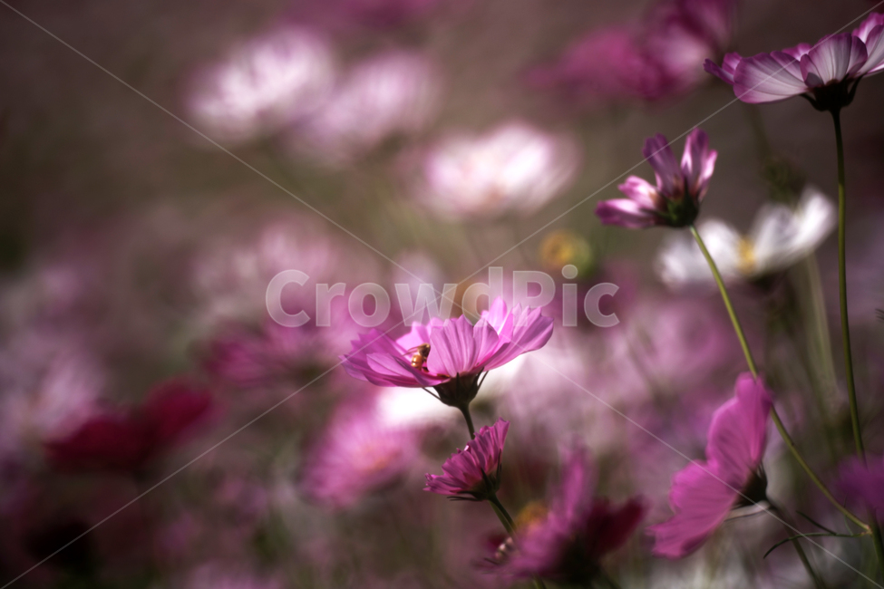 코스모스,꽃,식물,가을,계절,감성,자연,가을,계절,fall,autumn,season,식물,자연,plants,nature,꽃,flower,plant,geranium,제라늄,blossom