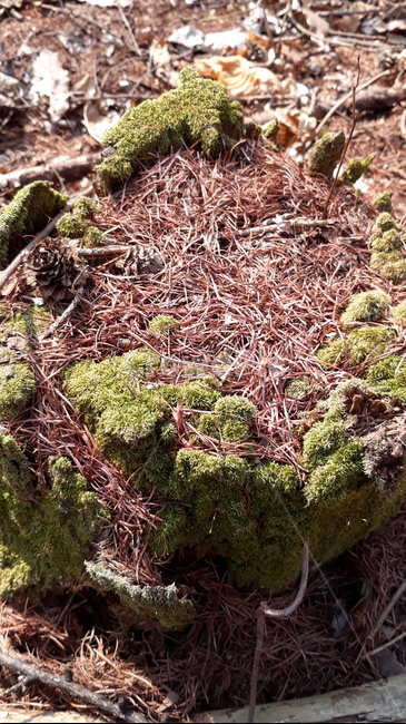 식물,이끼,moss,ground,봄,수목원