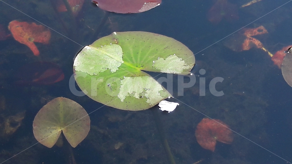 연잎,물,꽃잎,여름,시원함,식물,자연,plants,nature