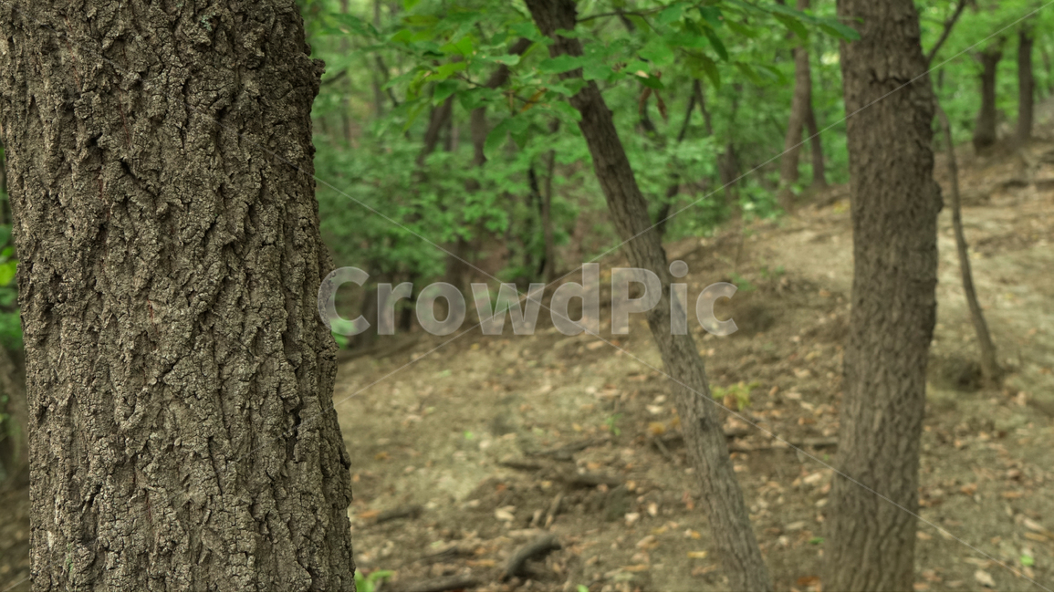 산,나무,숲길,숲,여름,녹색,mountain,tree,summer,forest,식물,자연,plants,nature,나무,trees,wood