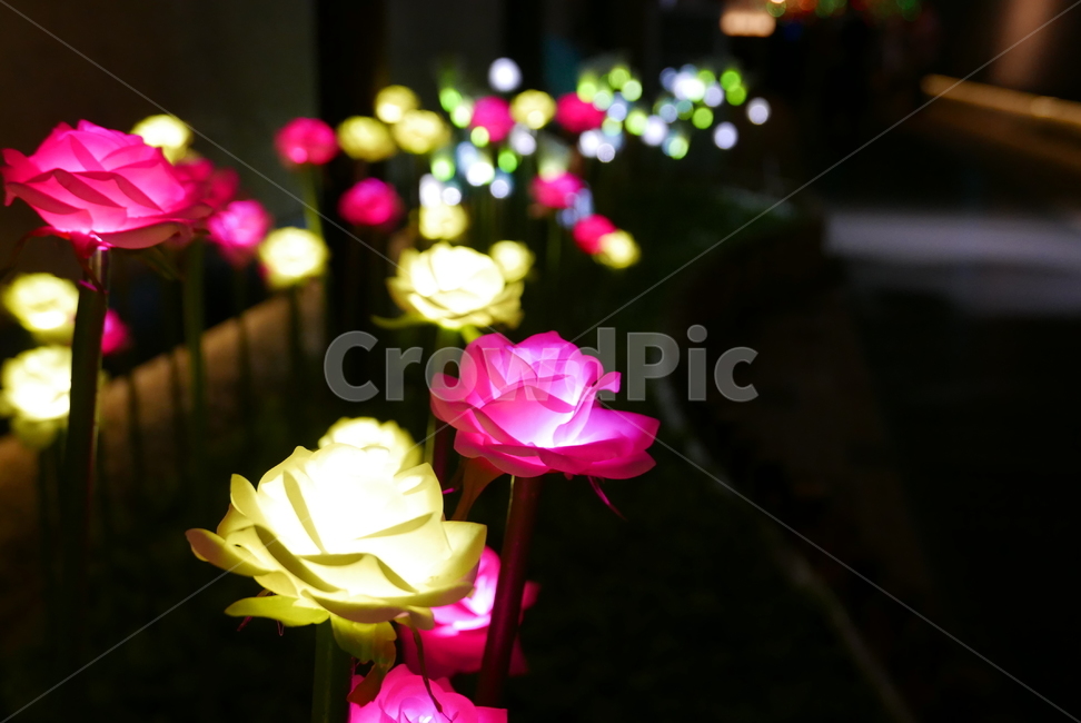 꽃,rose,장미,flower,빛,불빛