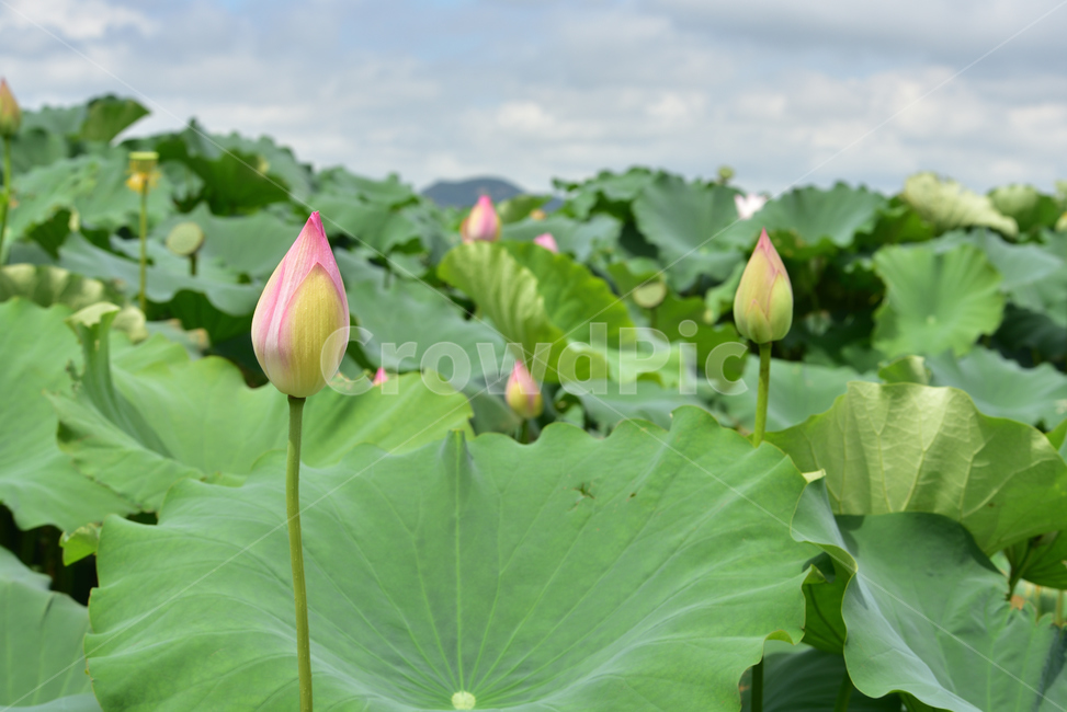 연꽃,연잎,호수,lotus,lotuses,식물,자연,plants,nature,꽃,flower