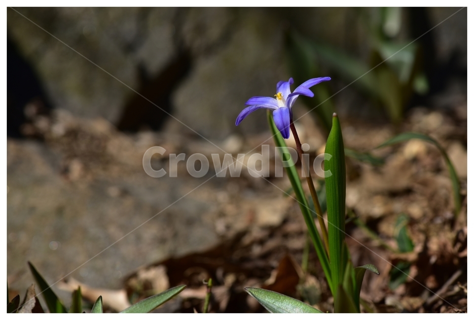 꽃,flower,야생화,봄꽃,wildfiower,식물,자연,plants,nature,꽃,flower