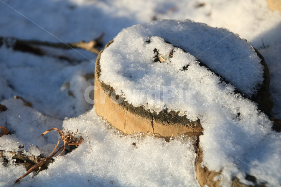 풍경,눈,겨울,나무토망,나무,겨울,계절,winter,season