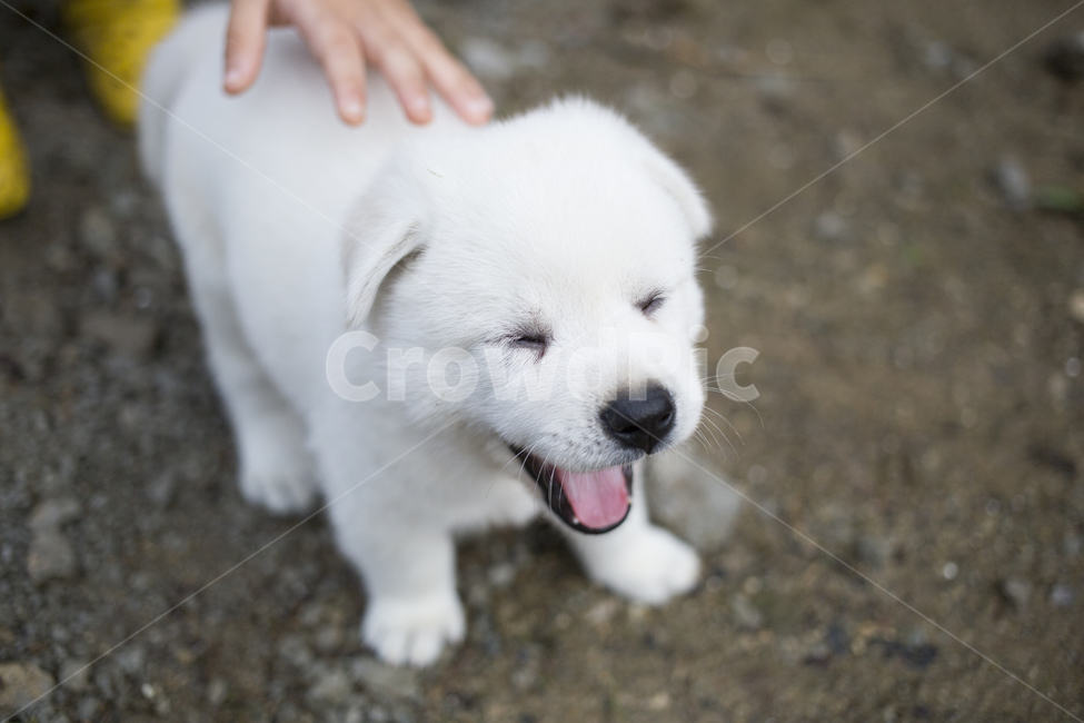 강아지,개,동물,dog,animal,포유류,pet,동물,animal,포유류,mammal,개,강아지,dog,doggy