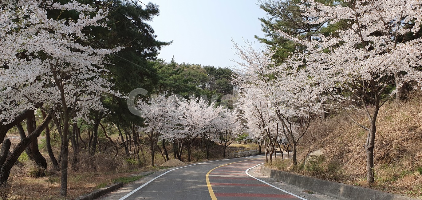 벚꽃길,벚꽃,길,봄,나무,cherryblossom,tree,flower,road,맑음,spring