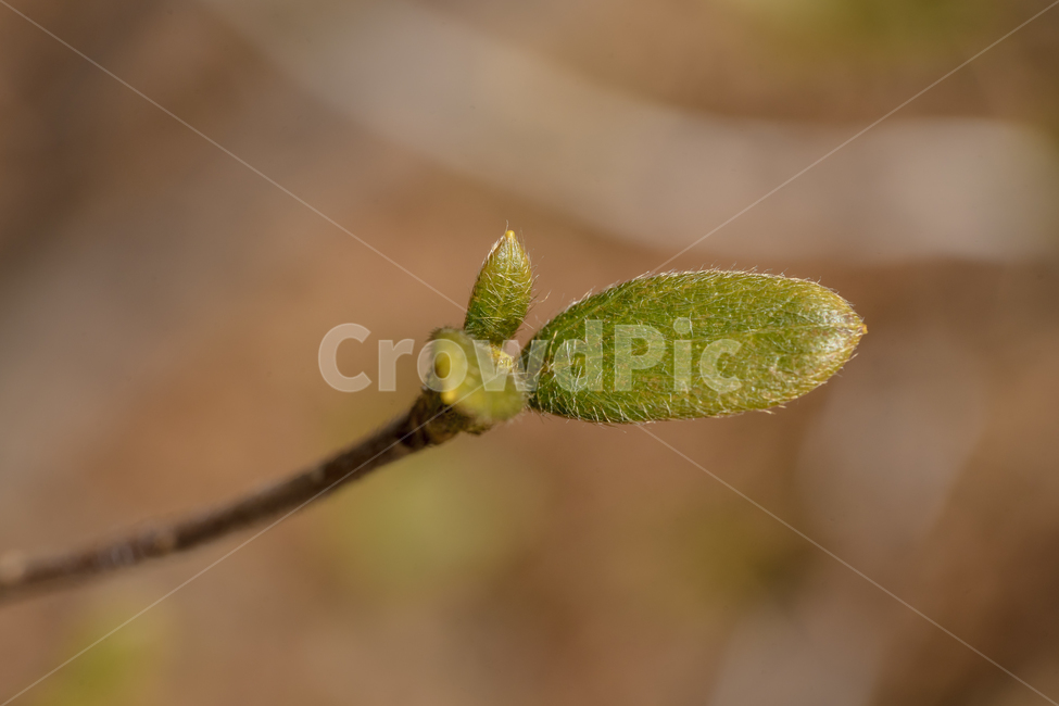 새싹,꽃,접사,자연,풍경,철쭉,봄,spring,flower,nature,beauty,macro,봄,계절,spring,season,식물,자연,plants,nature,leaf,잎,plant
