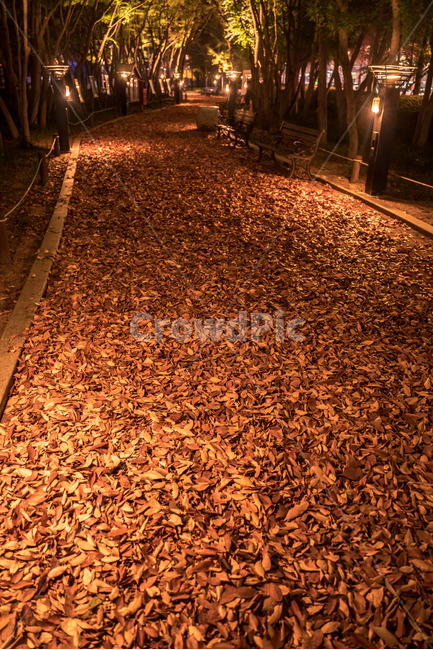 가을,단풍,조명,빛,낙엽,길거리,보케,갈색,밤,저녁,야경,길,autumn,fall,light,maple,maples,road,night,street,가을,계절,fall,autumn,season,야경,밤,풍경,nightscape,night,landscape