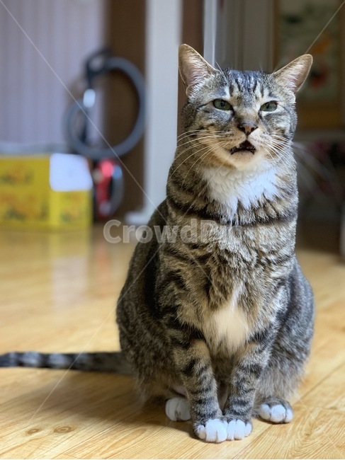 고양이,야옹,집고양이,애완동물,코숏,고등어태비,동물,animal,포유류,mammal,고양이,cat,kitten,kitty