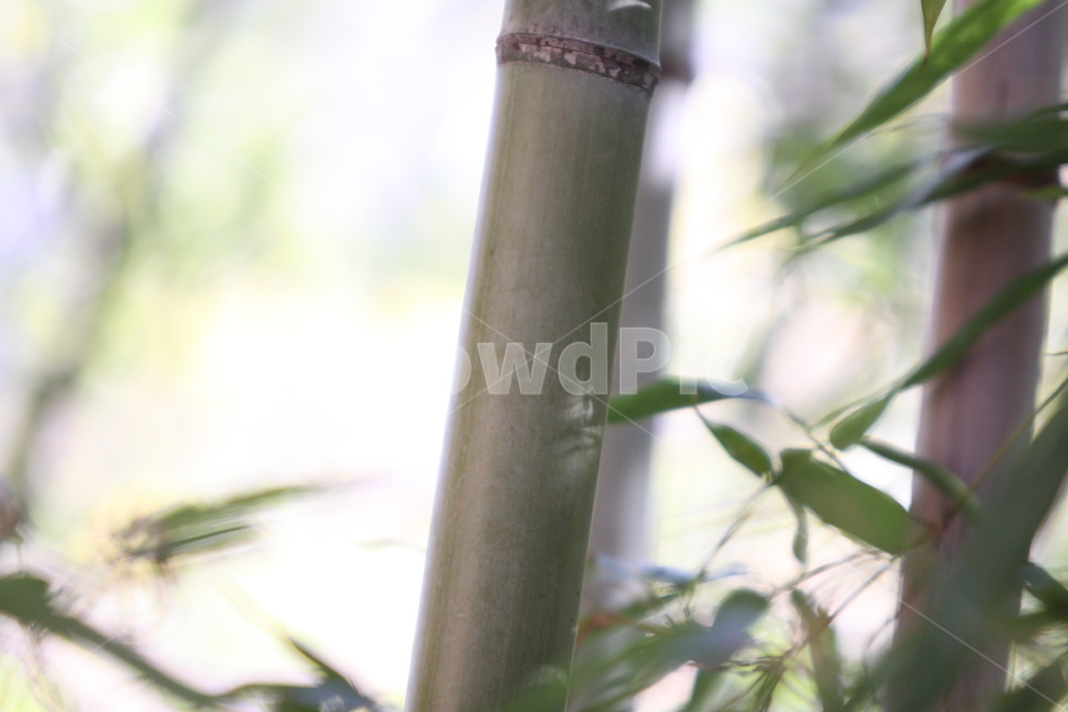 대나무,바람,댓잎,푸르름,마디,식물,자연,plants,nature,나무,trees,wood