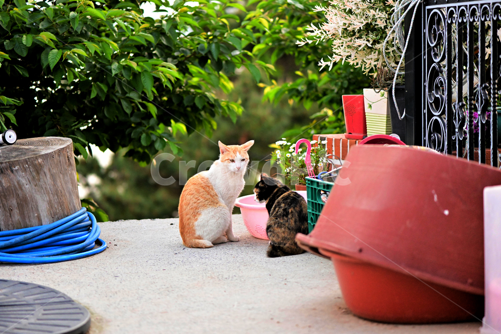 길고양이,길냥이,고양이,새끼고양이,검은고양이,얼룩고양이,캣츠,동물,animal,포유류,mammal,고양이,cat,kitten,kitty