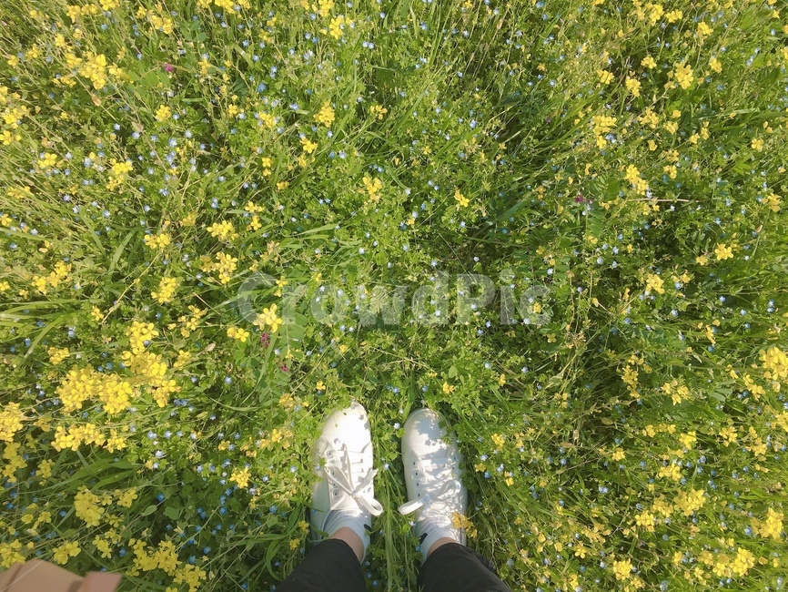 유채,유채꽃밭,흰색,흰신발,초록,노란색,shoe,rapeflower