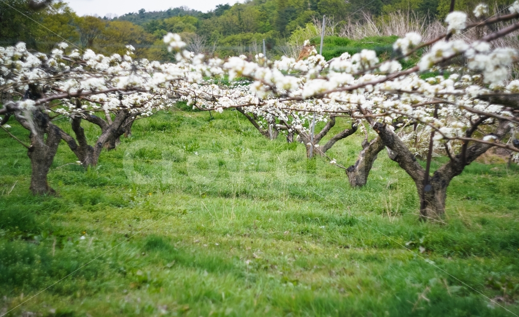 이화,꽃,배꽃,봄,성베네딕토사원,자연,풍경,nature,landscape,봄,계절,spring,season