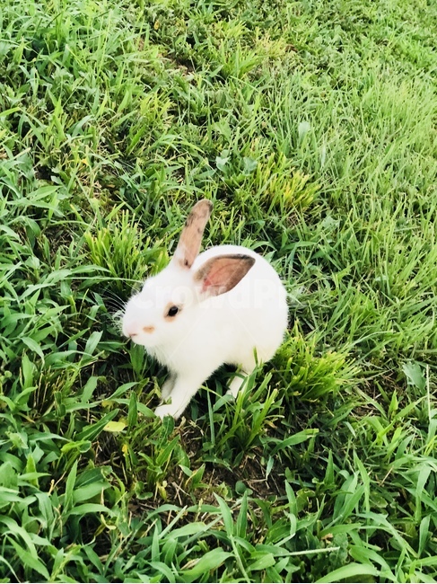 토끼,동물,자연,풀,초록,동물,animal,포유류,mammal
