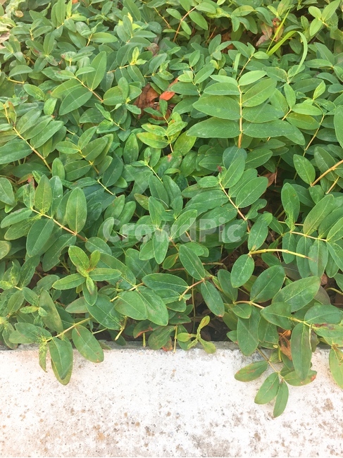 돌,초록,식물,잎,여름,식물,자연,plants,nature