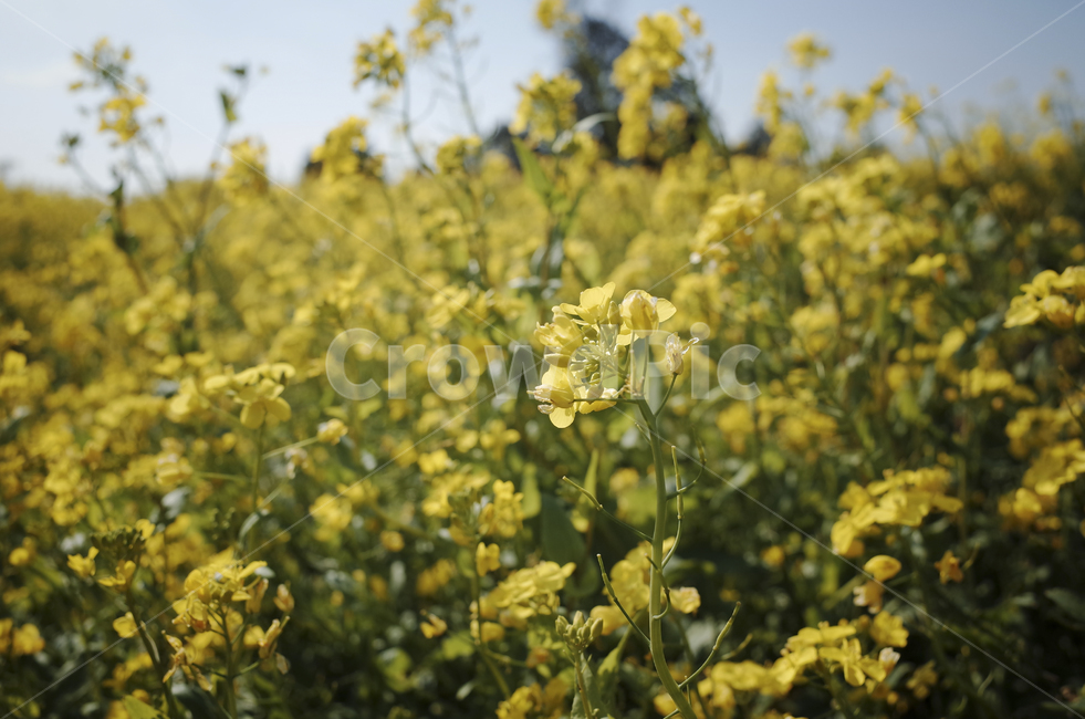 유채꽃,유채,봄꽃,봄,노란꽃,yellow,green,flower,꽃,plant,식물,초록