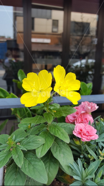 자연,식물,꽃,싱그러운,힐링,초록이,yellow,식물,자연,plants,nature,꽃,flower