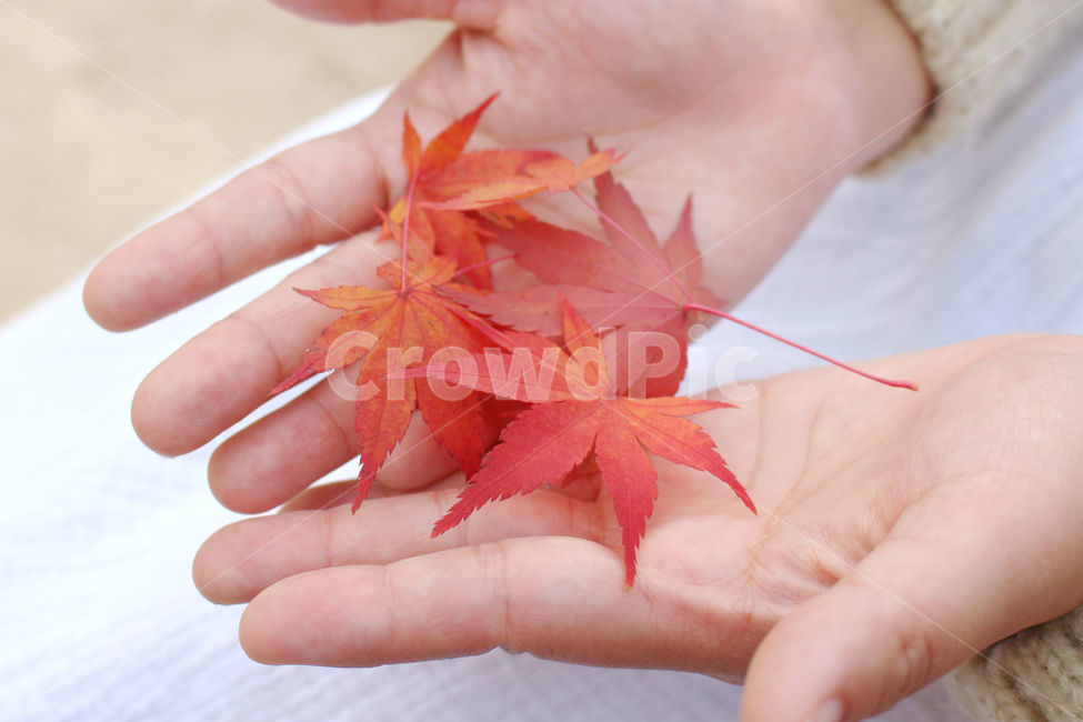 단풍,가을,자연,손,단풍잎,maple,fall,가을,계절,fall,autumn,season,식물,자연,plants,nature,사람,인물,인간,human,person,신체일부,몸,body,leaf,잎,plant,tree,나무