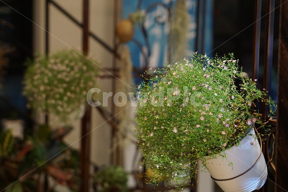 안개꽃,꽃,작은꽃,화분,하얀꽃,분위기,식물,자연,plants,nature,꽃,flower