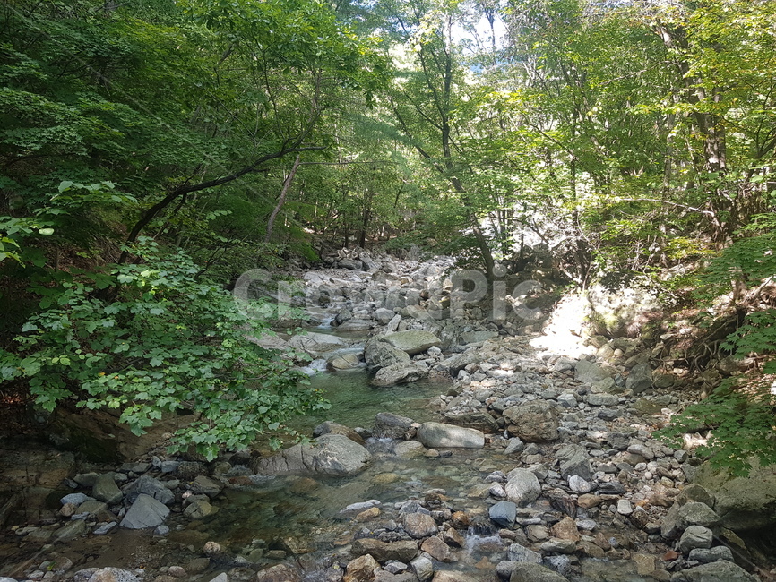계곡,개울가,자연,숲,시냇물,자연,풍경,nature,landscape,water,물,outdoors,옥외