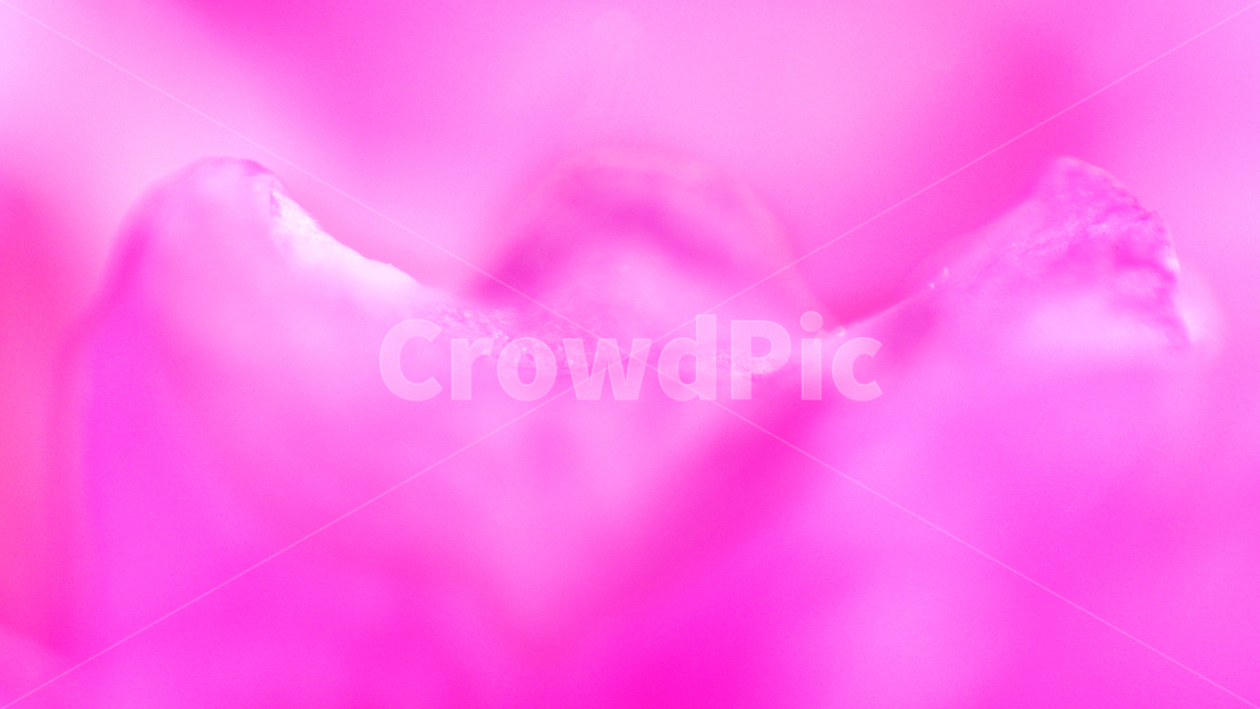 봄,배경,몽환적,환상,기분,식물,꽃,flower
