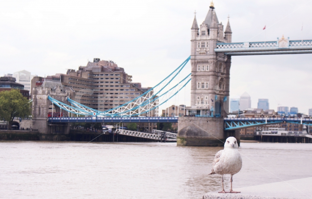 여행,런던,타워브릿지,템즈강,새,감성,travel,london,도시,풍경,city,landscape,랜드마크,landmark,tourist attraction,해외,외국,세계,foreign,oversea,world,세계도시풍경,해외도시풍경,외국도시풍경,world cityscape,세계랜드마크,해외랜드마크,외국랜드마크,world landmark,world tourist attraction,동물,animal,조류,새,birds,bird,building,건물