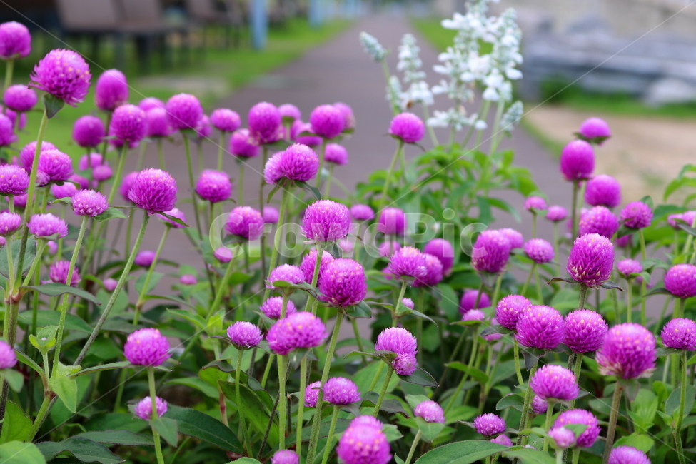 꽃,천일홍,천일홍꽃,식물,공원,식물,자연,plants,nature,꽃,flower