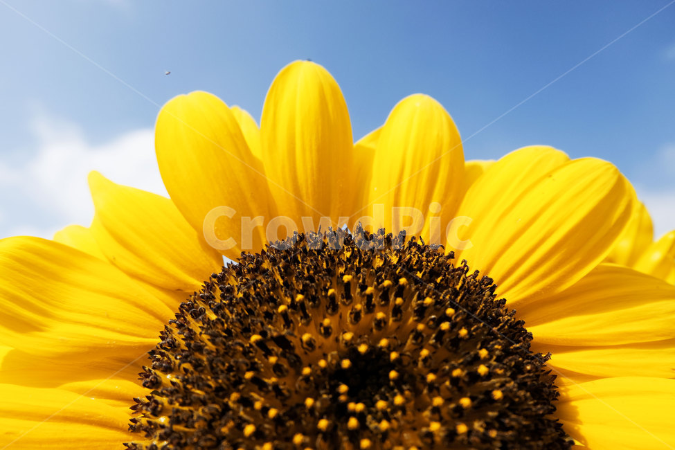 꽃,식물,해바라기,접사,plant,flower,sunflower,closeup,yellow,식물,자연,plants,nature,꽃,flower