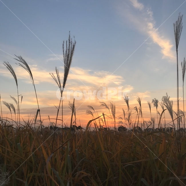 갈대,reed,갈대풍경,노을,저녁