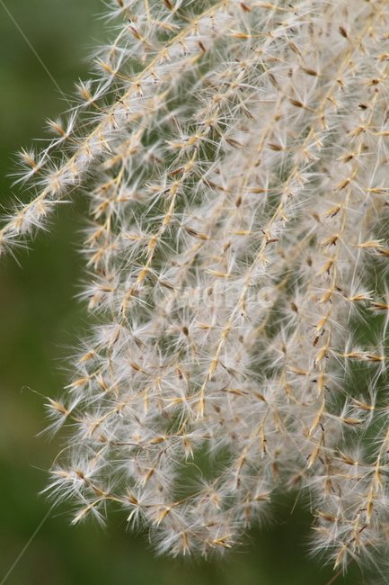 억새,꽃,식물,가을,flamegrass,가을,계절,fall,autumn,season,식물,자연,plants,nature,plant