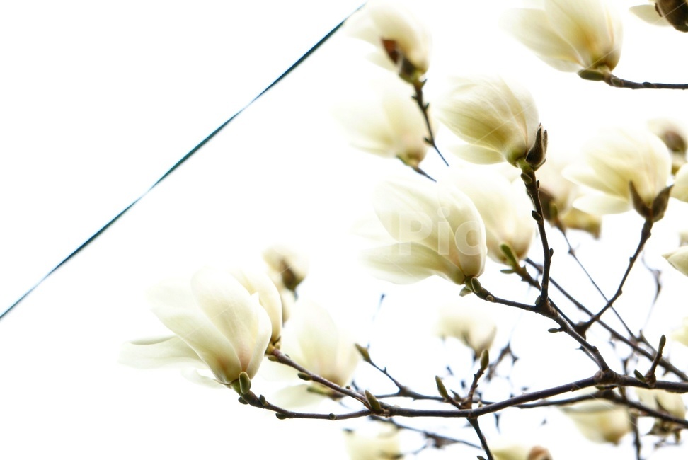 봄,봄꽃,목련,꽃,순백,고귀함,감성,자연,계절,식물,식물,자연,plants,nature,꽃,flower