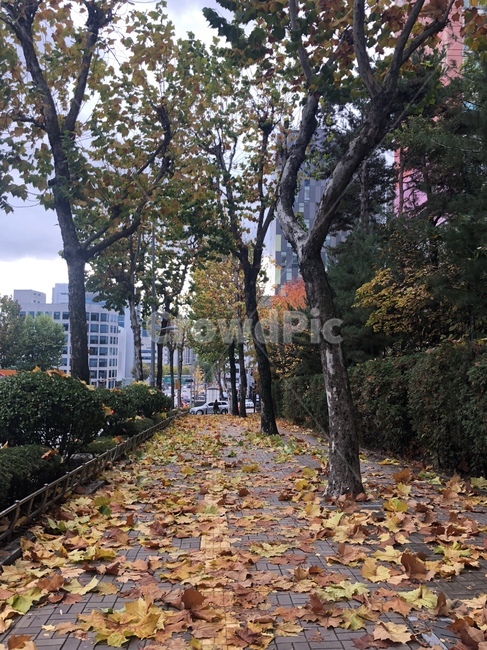 가을,낙엽,풍경,자연,가로수,나무,단풍잎,단풍나무,길,fall,나뭇잎,떨어지다,fallen,leaf,fallenleaves,아파트,가을,계절,fall,autumn,season,tree,plant,식물,잎,tree trunk,나무 줄기