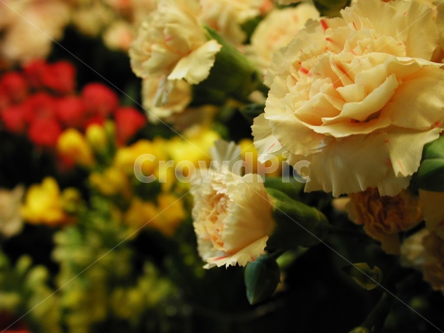 꽃,식물,바탕화면,배경,자연,화사한,클로즈업,flower,식물,자연,plants,nature,꽃,flower