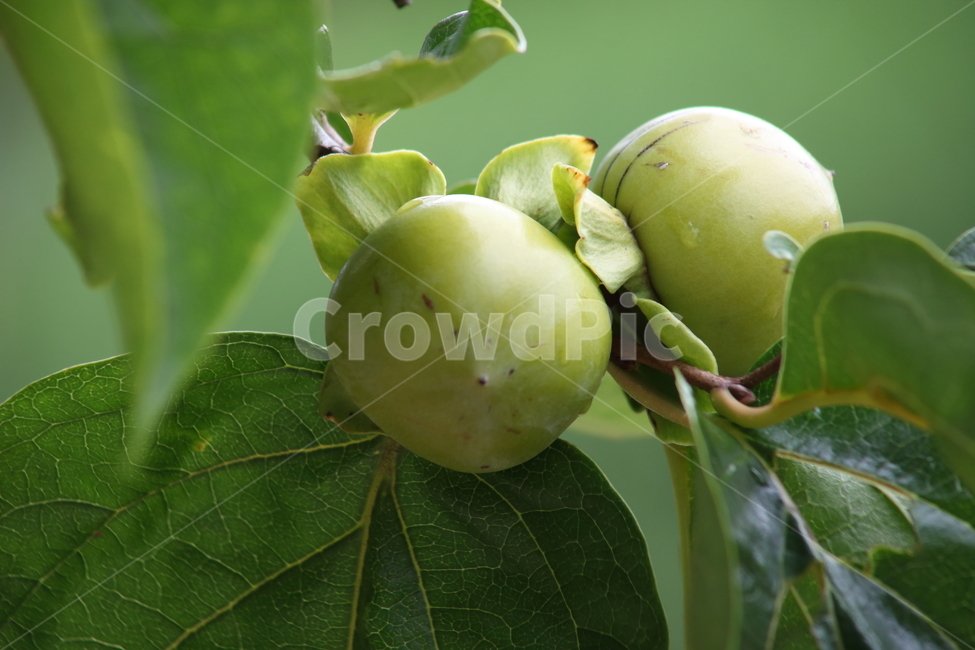 떨감,과일,감나무,감,persimmon