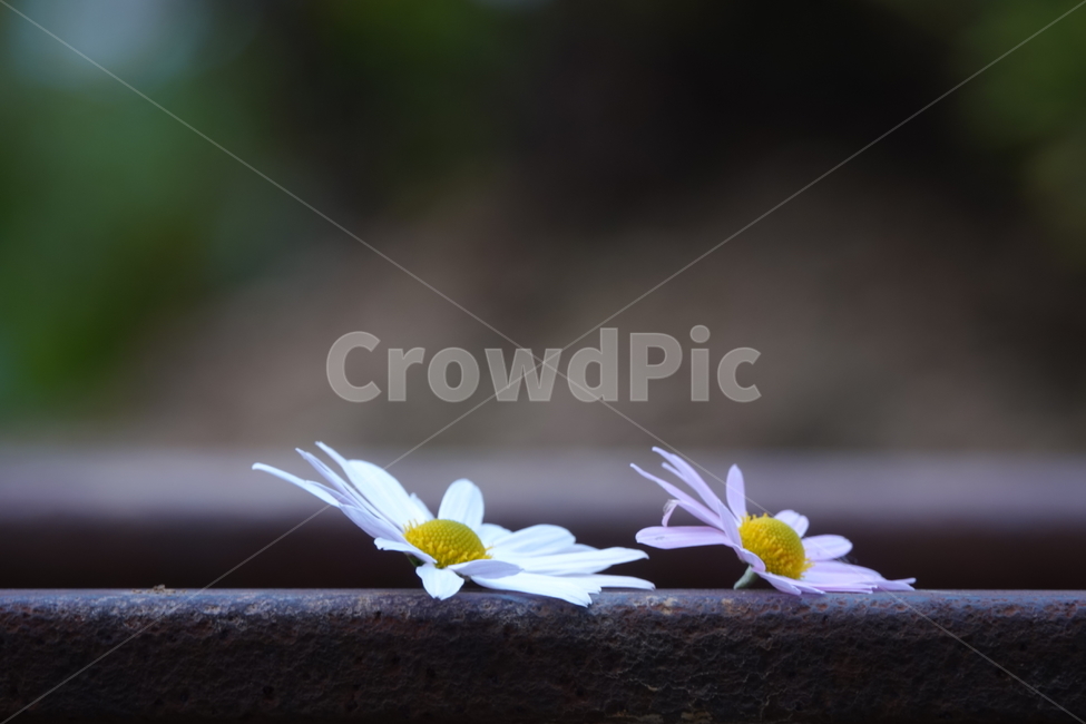 plant,식물,flower,꽃,철길,선로,레일,구절초,가을