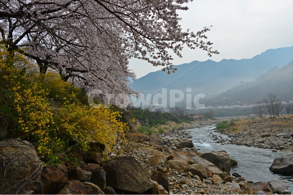 blossom,flower,꽃,cherryblossom,벚꽃,plant,식물,tree,나무,treetrunk,나무줄기,경남,하동,섬진강변,벚꽃길,화개십리벚꽃길,십리벚꽃길
